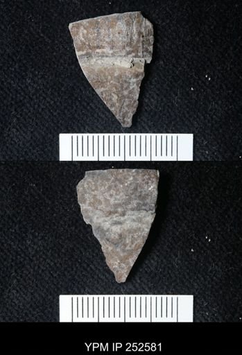 undet. Eurypterida