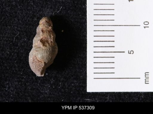Goniobasis ortmanni