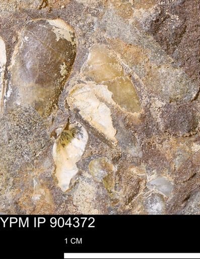 undet. Mollusca
