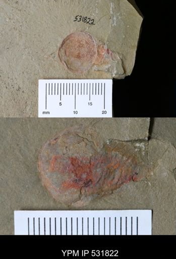 undet. Xiphosurida