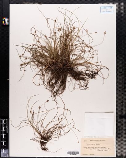 Carex artitecta