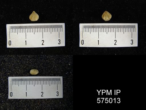 Homeospira sp.