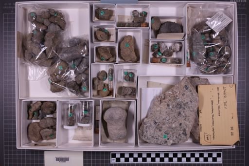 mixed taxa, stratigraphic collection