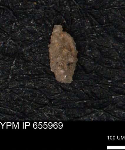 Miliammina manitobensis