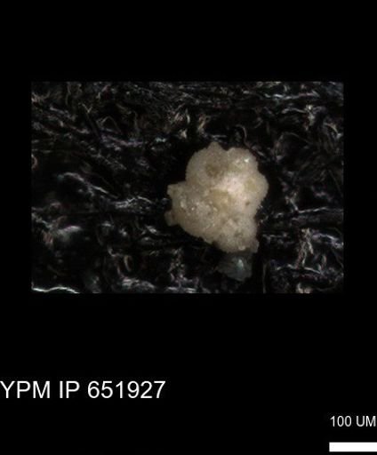 undet. Rugoglobigerinidae