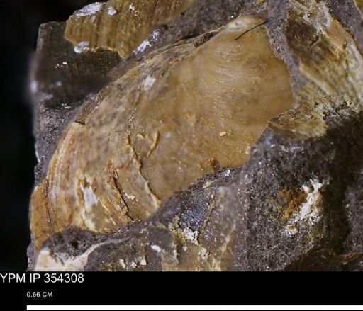 undet. Bivalvia