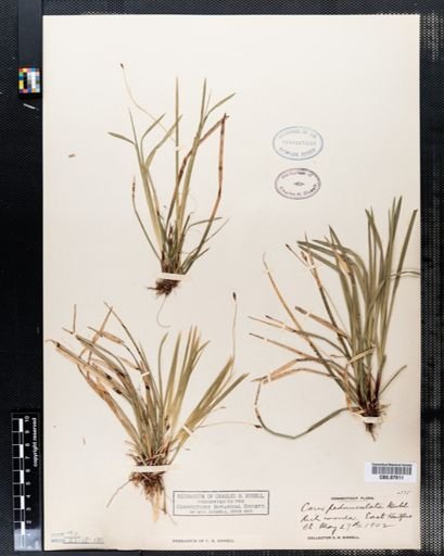 Carex pedunculata