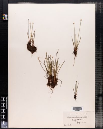 Xyris caroliniana