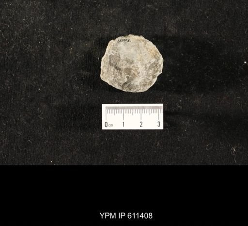 Glyptocrinus subglobosus