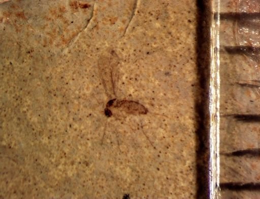 undet. Diptera