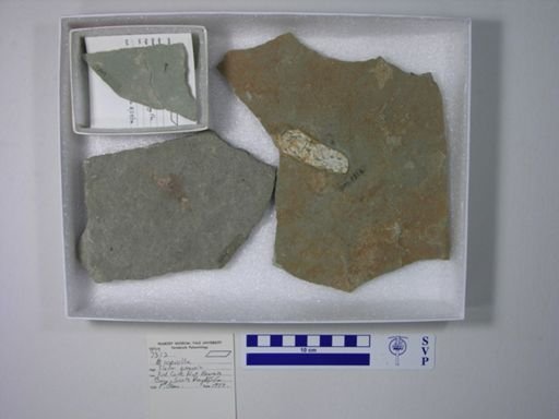 Vertebrata