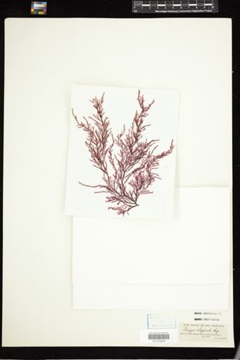 Dasya elegans