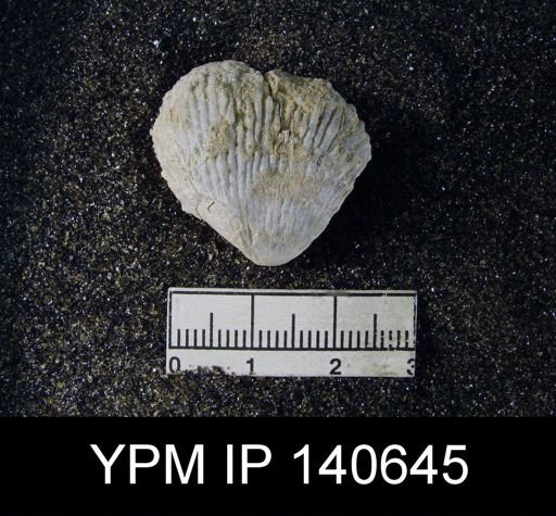 Productus (Linoproductus) asperulus