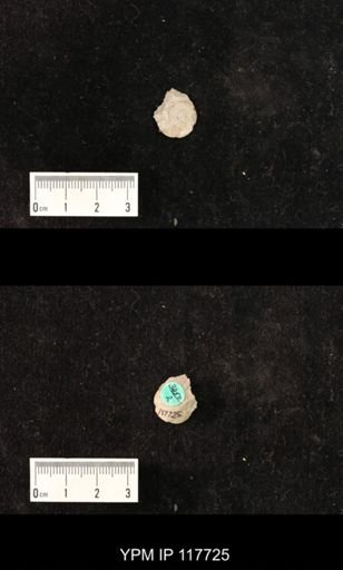 undet. Gastropoda