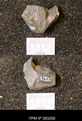 Baculites sp.