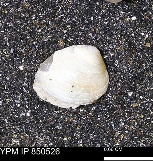 Limopsis striatopunctatus