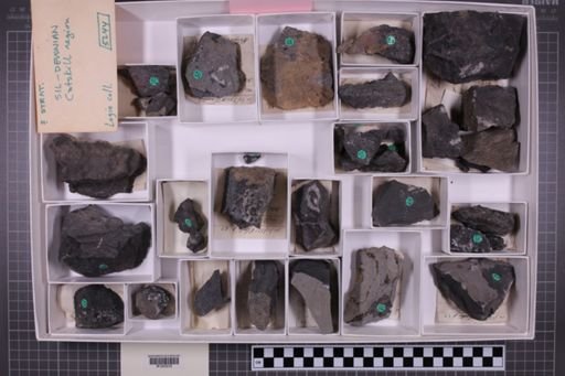 mixed taxa, stratigraphic collection