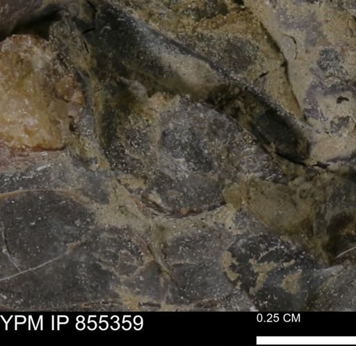 undet. Mollusca