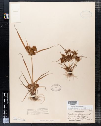 Cyperus strigosus