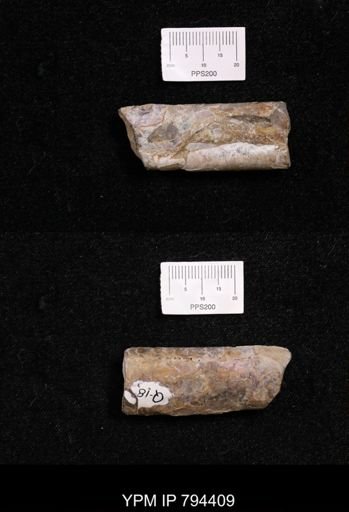 Baculites sp.