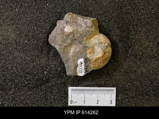 undet. Scaphitidae