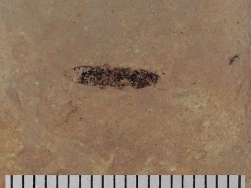 Staphylinidae