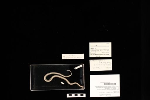 Chionactis occipitalis