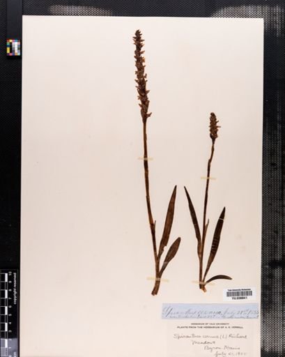 Spiranthes cernua
