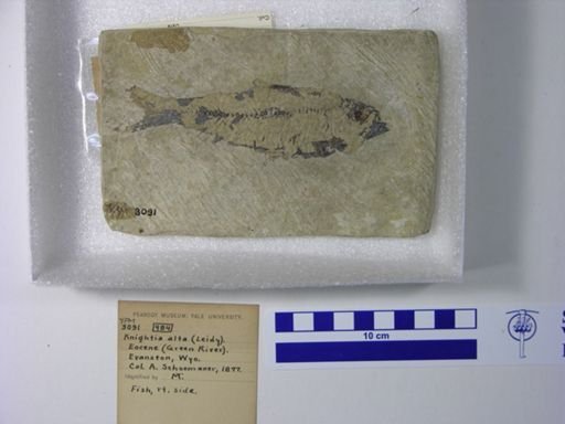 Knightia alta