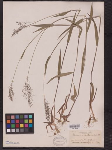Panicum spretum