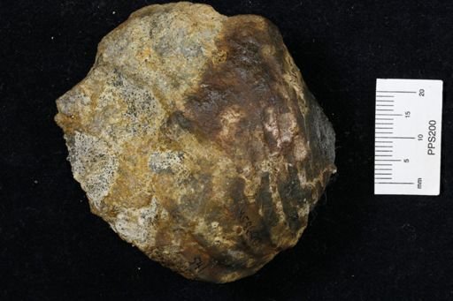 Inoceramus proximus