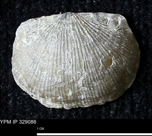 Chonetes scitulus