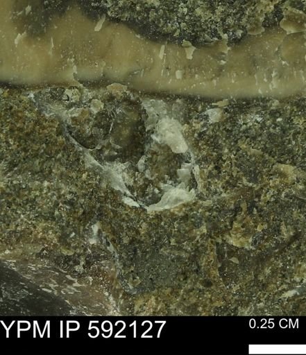 Ostrea sp.