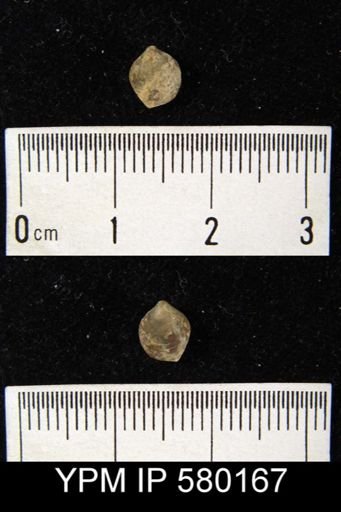 undet. Athyridida