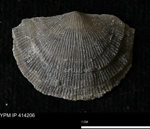 Devonochonetes mucronatus?