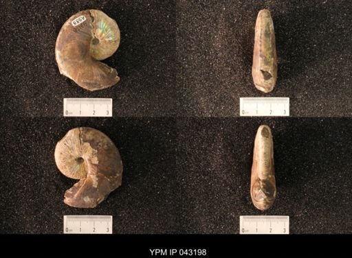 Hoploscaphites nicolletii