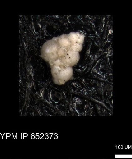 undet. Heterohelicidae