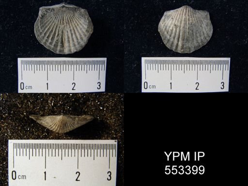 Tropidoleptus carinatus
