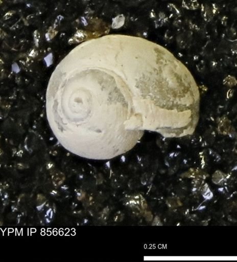 Euspira sp.