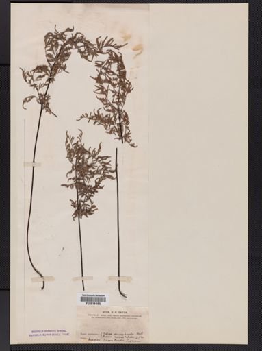 Cheilanthes