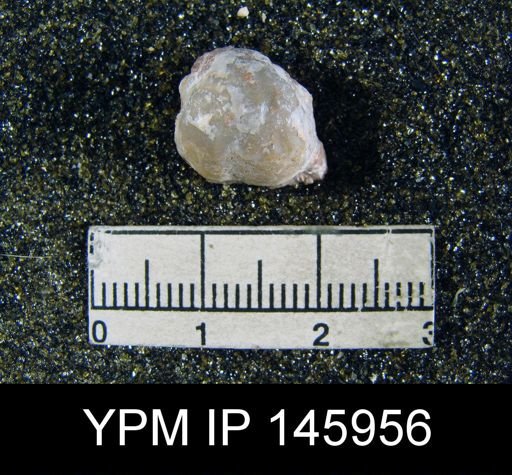 Marginifera sp.