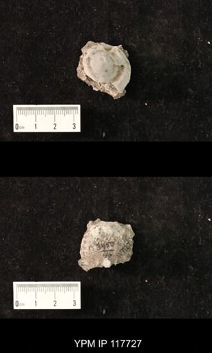 undet. Gastropoda