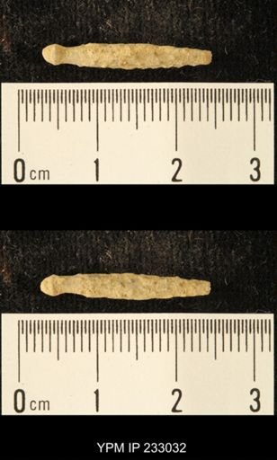 Archaeocidaris sp.