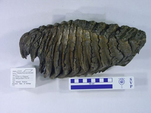 Mammuthus meridionalis