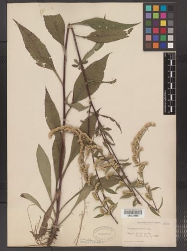 Solidago arguta