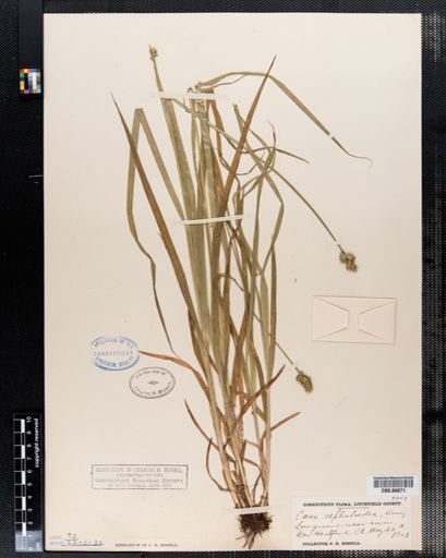 Carex cephaloidea
