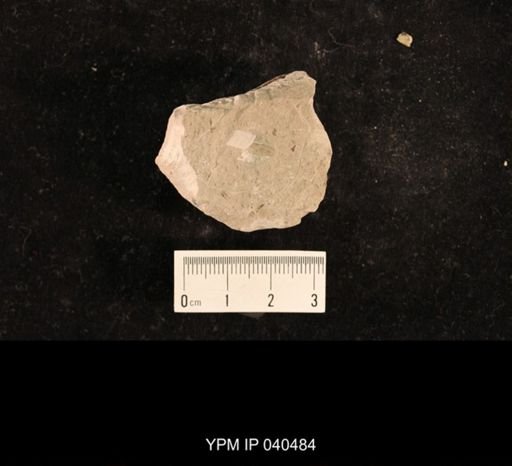 Lemmatophora typa