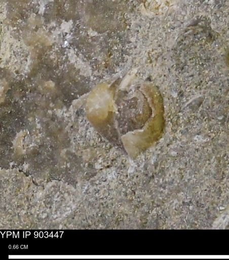 Corbulamella?