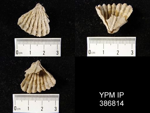 Meekella skenoides