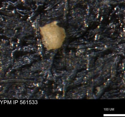 Miliammina ischnia